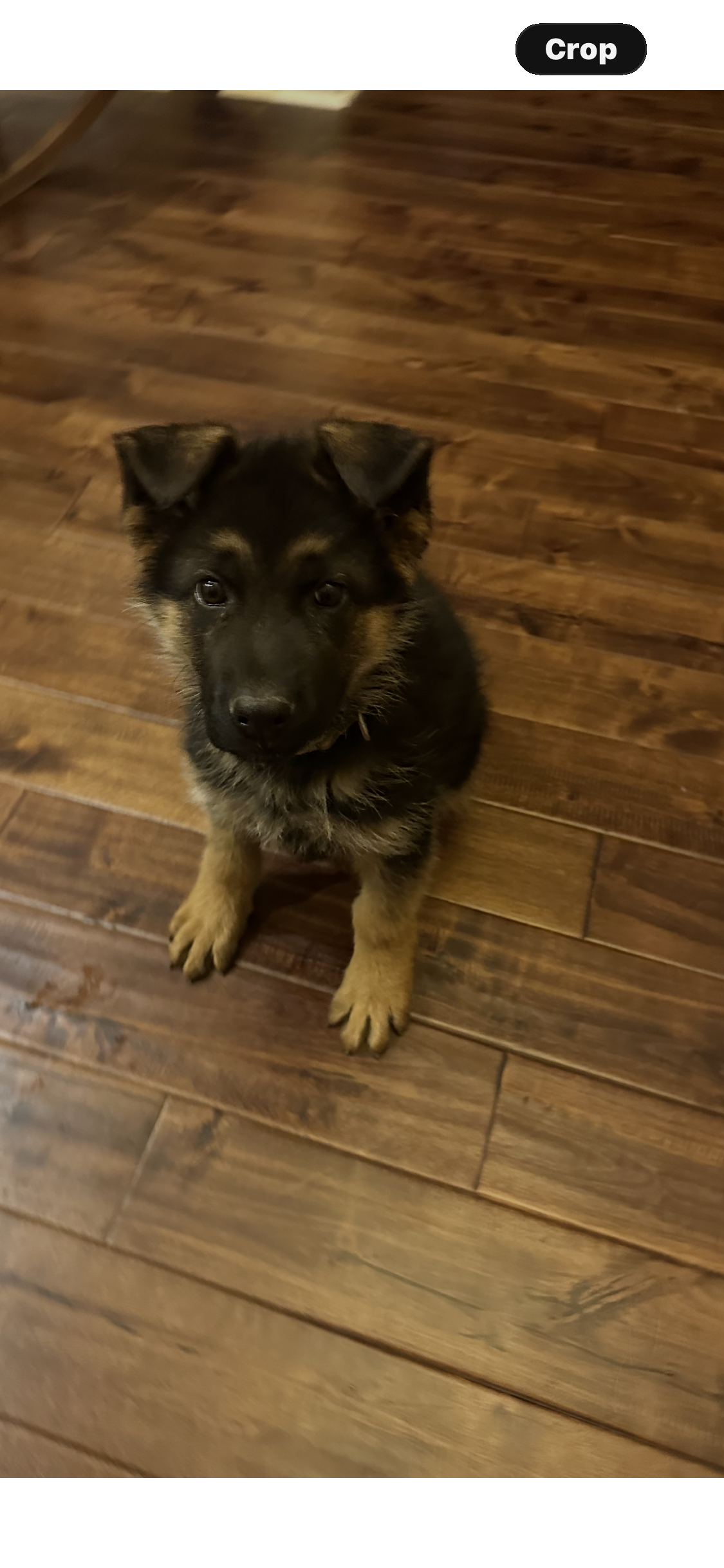 DIEKS AND HEIDI'S LITTER